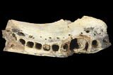 Cretaceous Crocodile Jaw Section - South Dakota #133340-2